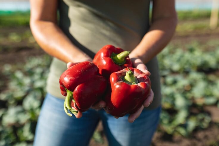 Propiedades y beneficios del pimiento rojo