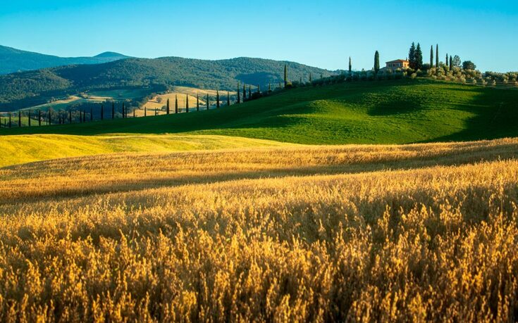 arroz italia