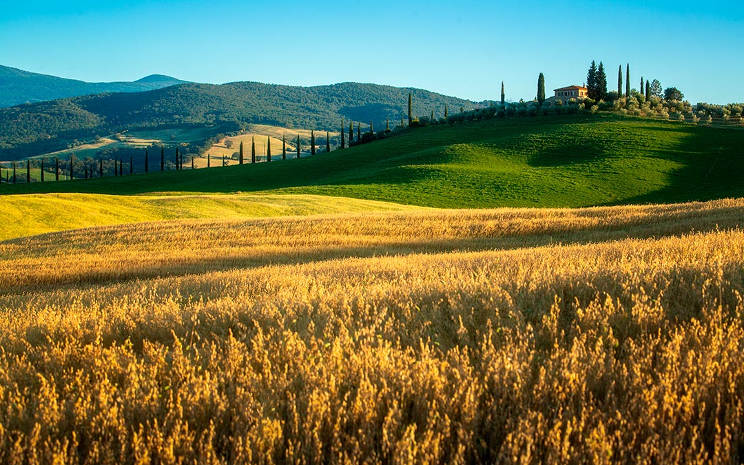 arroz italia